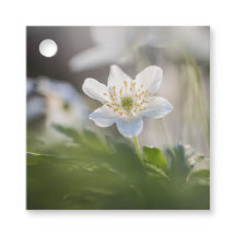 Anemone Nature Foto