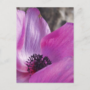 Anemone Petals Postcard Postkarte