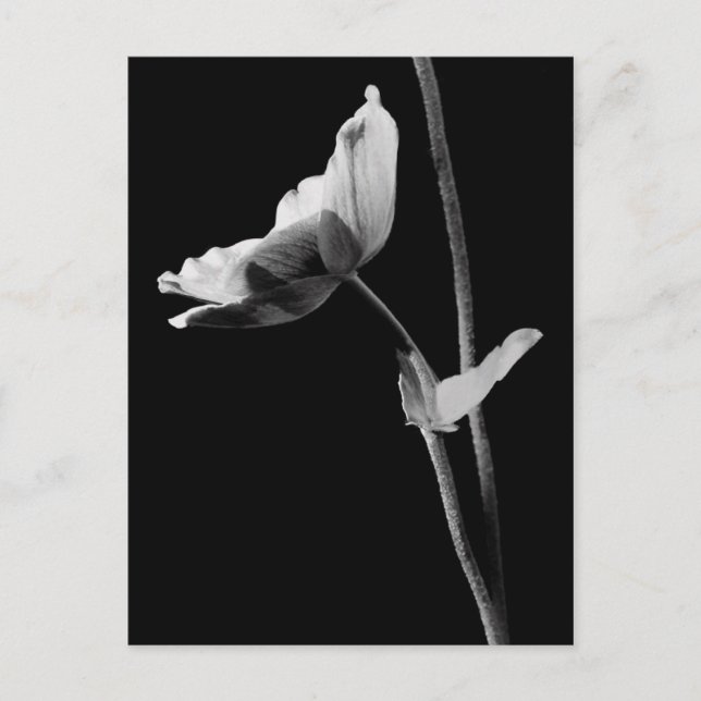 Anemone Postcard B&W Postkarte (Vorderseite)