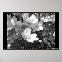 Anemone