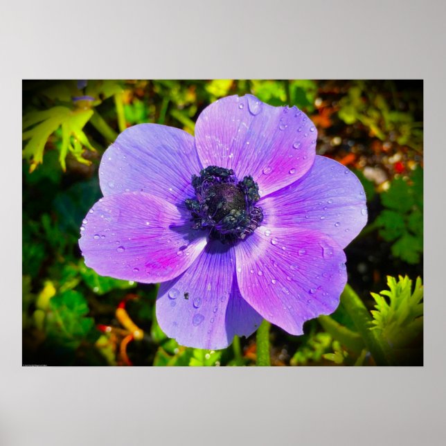 Anemone, Poster (Vorne)