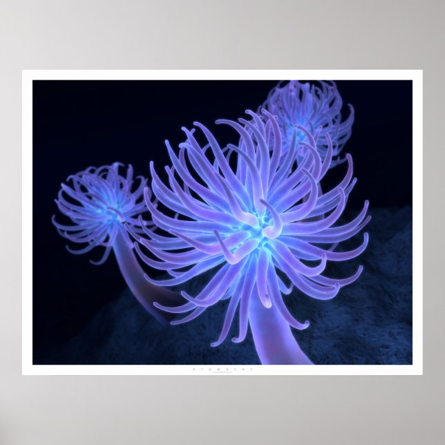 Anemone Poster (Vorne)