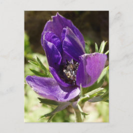 Anemone Postkarte