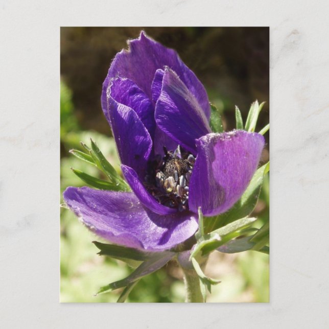 Anemone Postkarte (Vorderseite)