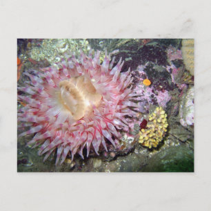 Anemone - Postkarte