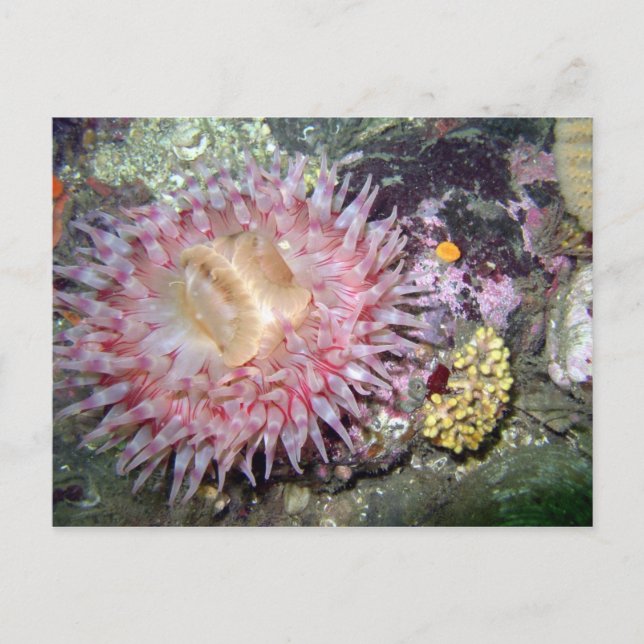 Anemone - Postkarte (Vorderseite)