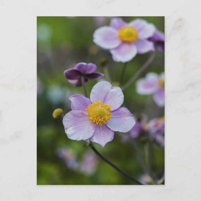 Anemone Postkarte (Vorderseite)
