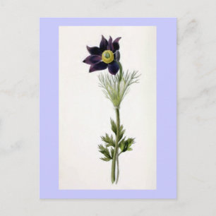 "Anemone Pulsatilla" Vintage Illustration Postkarte