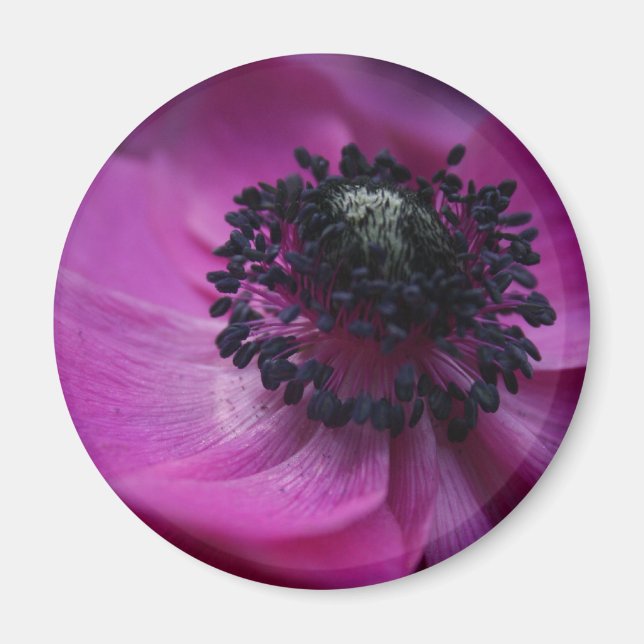 Anemone Round Magnet (Vorne)