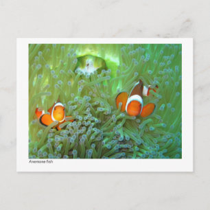 Anemonefisch - 02 postkarte