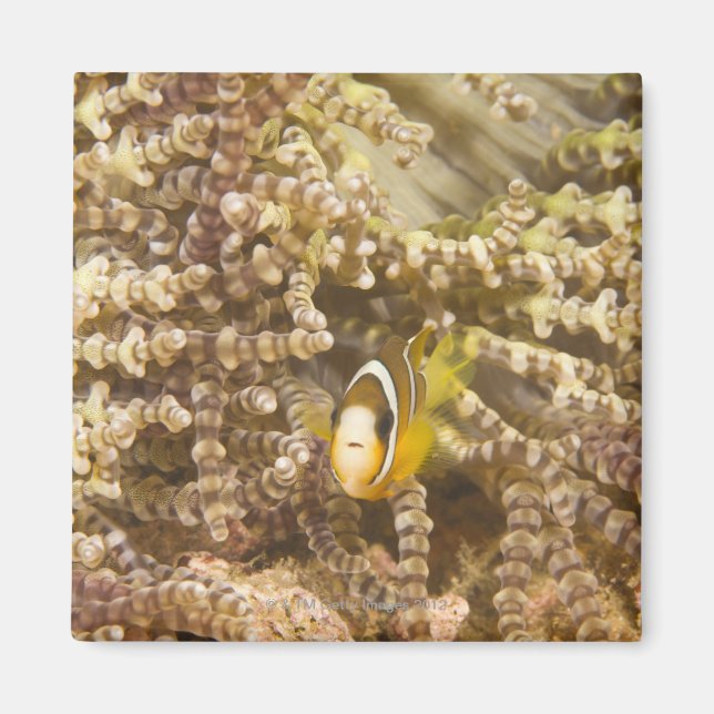 Anemonefisch des Klarks (Amphiprion) Magnet (Vorne)