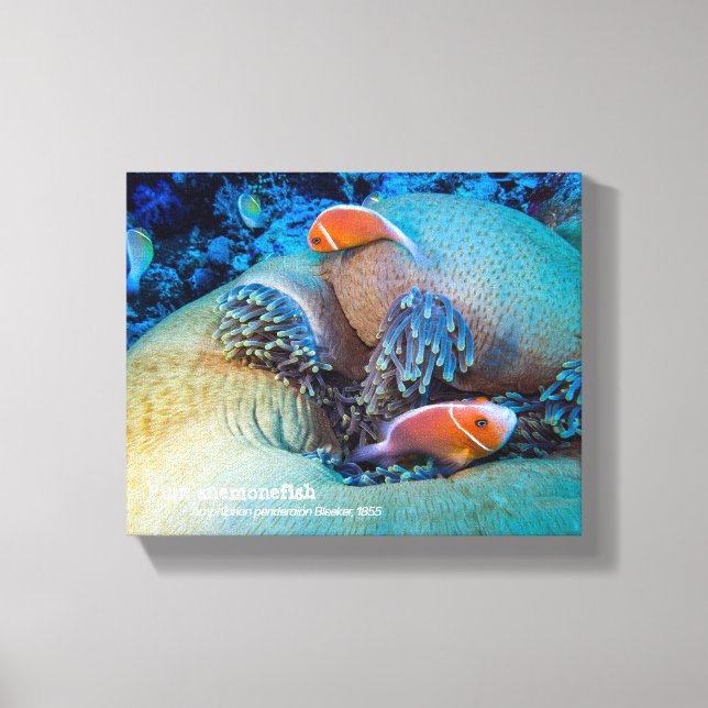 Anemonefisch, rosa und Anemon Leinwanddruck (Vorderseite)