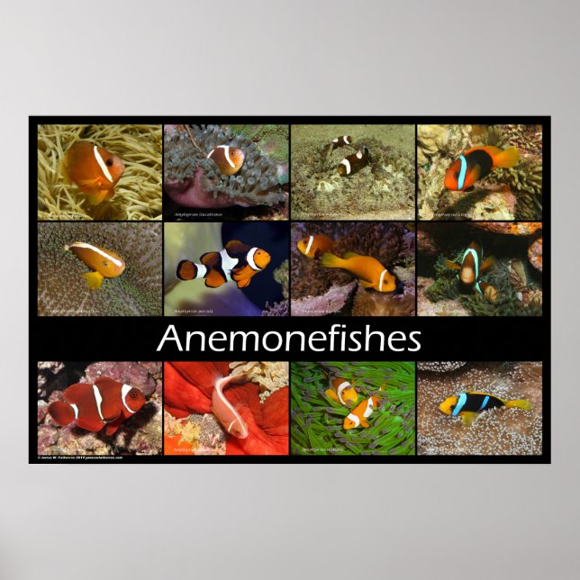 Anemonefische/Clownfische Poster (Vorne)