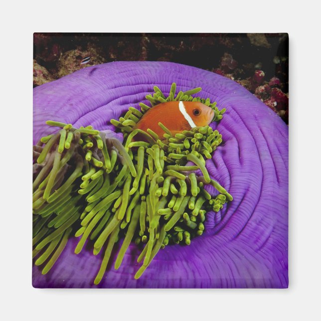 Anemonefische und große Anemone Magnet (Vorne)