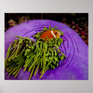 Anemonefische und große Anemone Poster