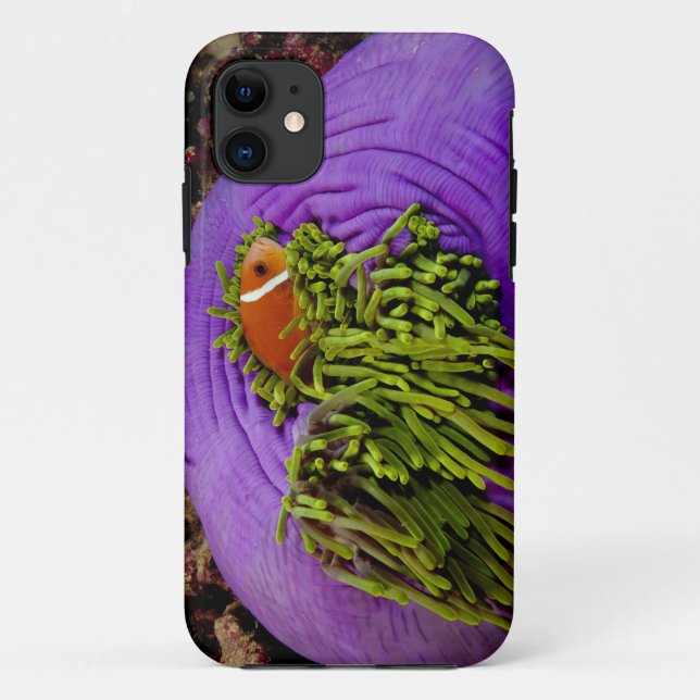 Anemonefish und große Anemone Case-Mate iPhone Hülle (Rückseite)