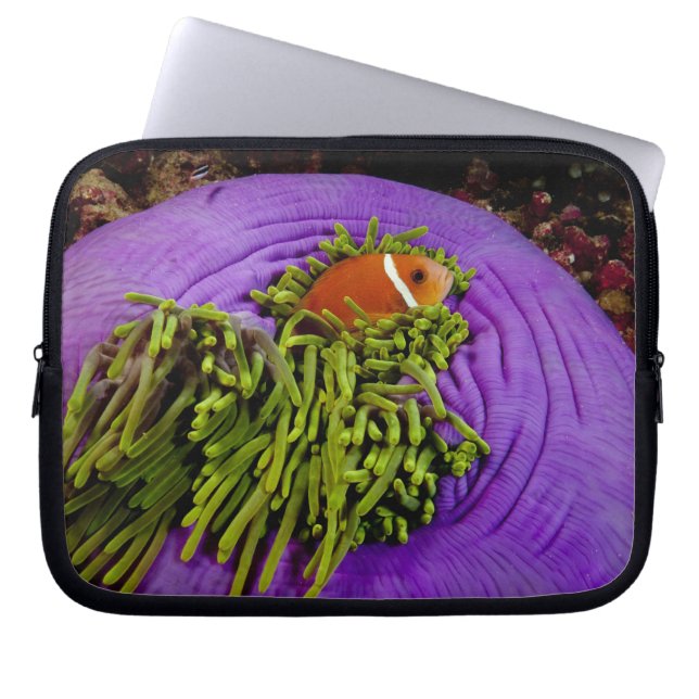 Anemonefish und große Anemone Laptopschutzhülle (Vorderseite)