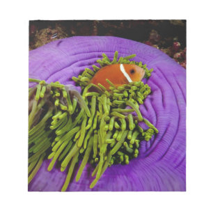 Anemonefish und große Anemone Notizblock