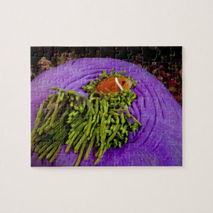 Anemonefish und große Anemone Puzzle