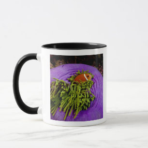 Anemonefish und große Anemone Tasse
