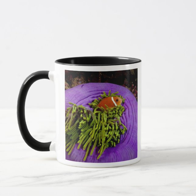 Anemonefish und große Anemone Tasse (Links)