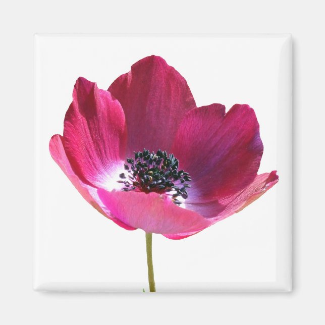 Anemonen-Blumenmagnet Magnet (Vorne)