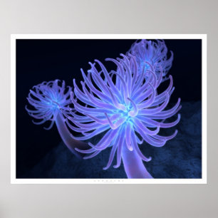 Anemonen Poster