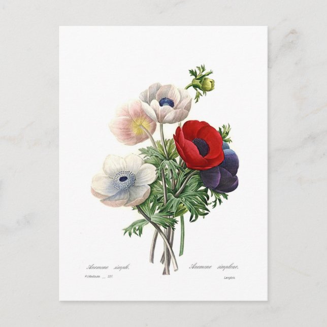 Anemonen Postkarte (Vorderseite)
