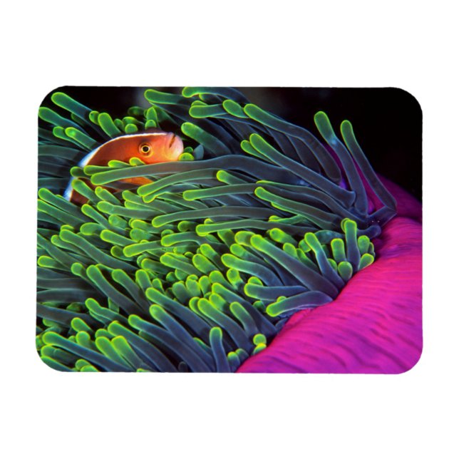 Anemonenfisch im Anemone, Mosambik 2 Magnet (Horizontal)