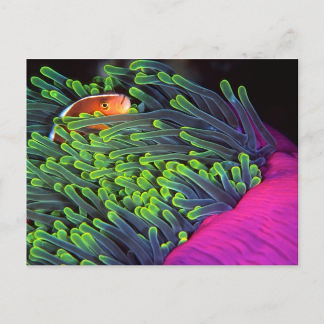 Anemonenfisch im Anemone, Mosambik 2 Postkarte (Vorderseite)