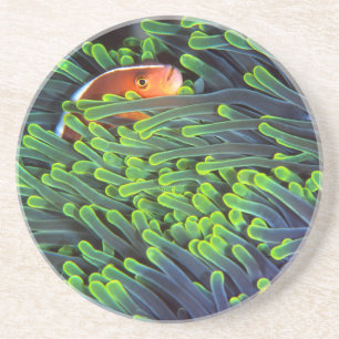 Anemonenfisch im Anemone, Mosambik 2 Untersetzer