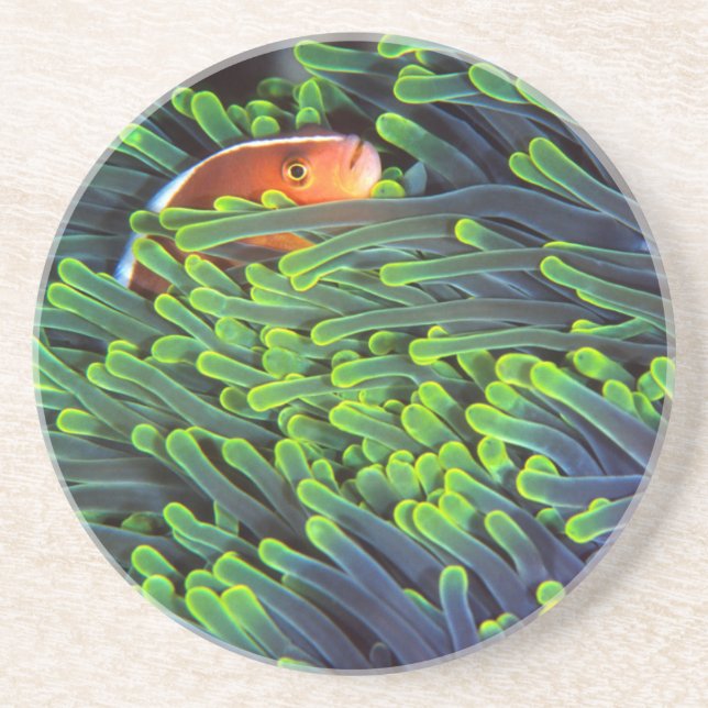 Anemonenfisch im Anemone, Mosambik 2 Untersetzer (Vorne)