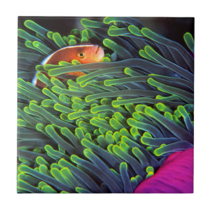 Anemonenfisch versteckt sich in Anemone, Mosambik Fliese