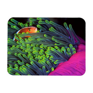 Anemonenfisch versteckt sich in Anemone, Mosambik Magnet