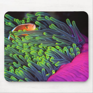Anemonenfisch versteckt sich in Anemone, Mosambik Mousepad