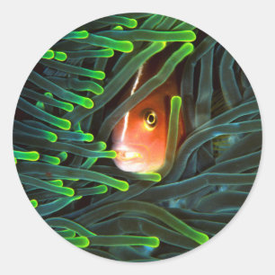 Anemonenfisch versteckt sich in Anemone, Mosambik Runder Aufkleber