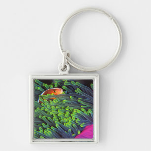 Anemonenfisch versteckt sich in Anemone, Mosambik  Schlüsselanhänger
