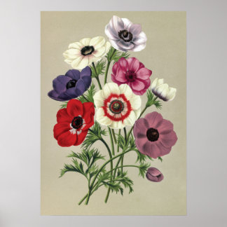 Anemonenposter Poster