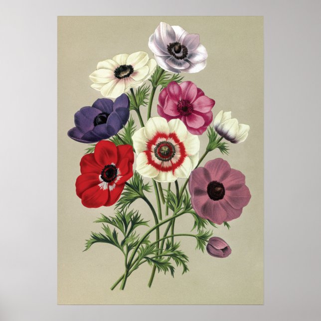 Anemonenposter Poster (Vorne)