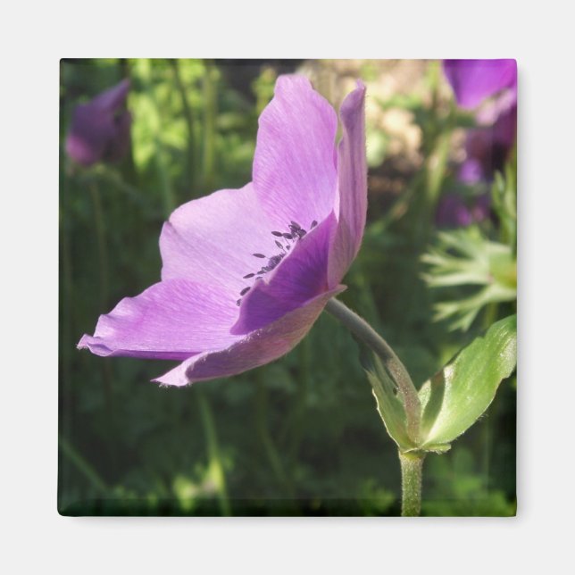 Anemones Magnet (Vorne)