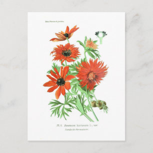 Anemonhortensis Postkarte