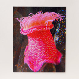 Anemonie Puzzle