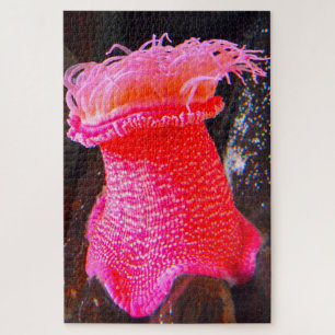 Anemonie Puzzle
