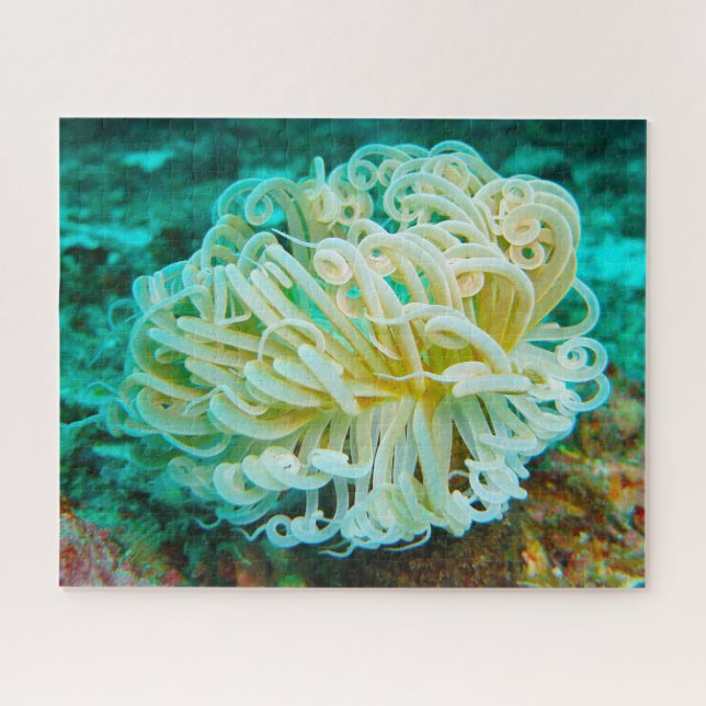 Anemonie Puzzle (Horizontal)