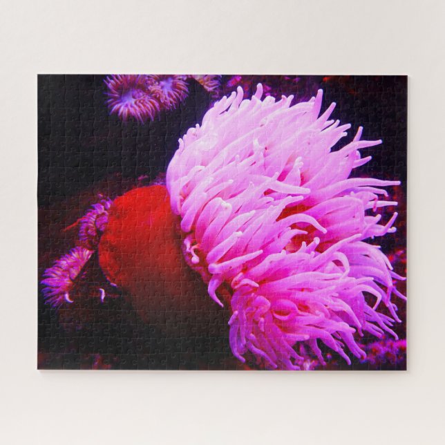 Anemonie Puzzle (Horizontal)