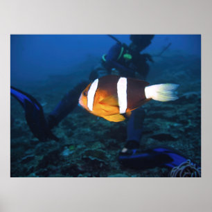Anenomefish and Diver Poster