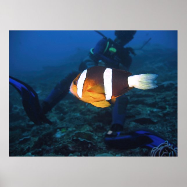 Anenomefish and Diver Poster (Vorne)