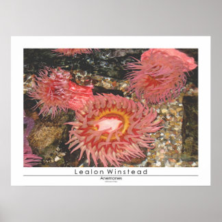 Anenomes Poster