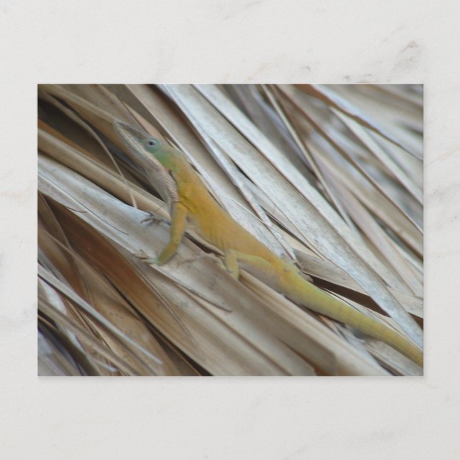Aneole Lizard Postkarte (Vorderseite)