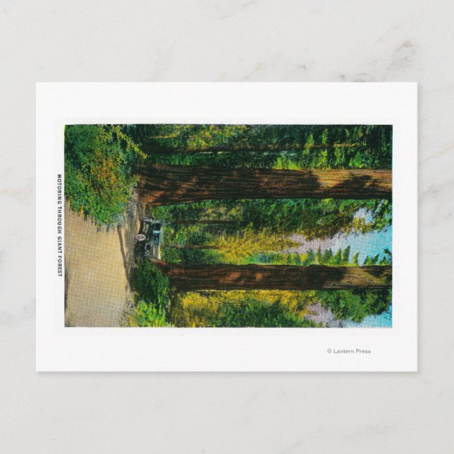Anfahrt durch den Riesenwald, Redwood Postkarte (Vorderseite)